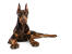 Een krachtige doberman pinscher rustend