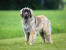 Een gezonde volwassen leonberger met een mooie, dikke vacht