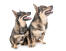 Zweedse-vallhund-vrienden