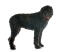 Een knappe bouvier des flandres die rechtop staat