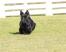 Een mooie kleine skye terrier met een lange, zwarte vacht en grote, puntige oren