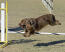 Een chocolade sussex spaniel slaagt in behendigheid