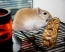Gerbil eet fruitige sticks in Qute gerbil kooi Gerbil eet fruitige sticks in Qute gerbil kooi