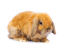 Een franse lop konijn met mooie voskleurige vacht