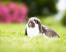 Een mini schaapskonijn met een prachtige zachte witte en grijze vacht