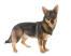 Zweedse-vallhund-witte-achtergrond