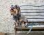 Hond in een bench met zijn luipaard design halsband en riem