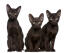 Drie havana bruine kittens zitten netjes op een rij
