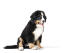 Een sint bernard puppy met een prachtig dikke, zwart, wit en bruine vacht