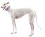 Een mooie witte race greyhound die rechtop staat