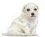 Een lowchen puppy met een ongelooflijke, zachte, witte vacht