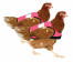 Dubbel pak van high-vis roze kip jassen Dubbel pak van high-vis roze kip jassen