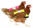 Ontvang één high-vis chicken jacket in elke kleur. Ontvang één high-vis chicken jacket in elke kleur.