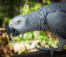 Een afrikaanse grijze papegaai die pronkt met zijn mooie, lange nek