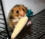 Hamster eet verveling breker in kooi
