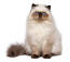 Perzische camee tweekleurige kat zittend tegen een witte achtergrond