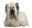 Een skye terrier met een mooie zachte, witte vacht