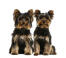 Twee volwassen yorkshire terriers met gezonde, donkere vachten