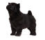 Een jonge zwart gecoate chow chow puppy die rechtop staat