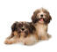 Twee schattige havanezer puppies liggen samen