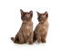 Twee GorGeoons chocolade burmees kittens zitten samen