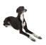 Een jonge volwassen greyhound met een mooie korte, zwart-witte vacht