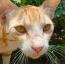 Close up van gember arabische mau katten gezicht