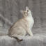 Een mooie aziatische burmilla kat met een zilverachtige vacht