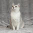 Een mooie aziatische burmilla kat met een witte borst en groene ogen
