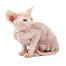 Een haarloze peterbald kat met rimpelige huid