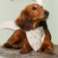 Hond op een stoel in een gebloemde cath kidston bandana Hond op een stoel in een gebloemde cath kidston bandana