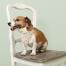 Een hond met een cath kidston gebloemde bandana op zat op een stoel