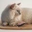 Close-up van witte kat die met kwallenstuk speelGoed speelt