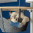 Schattige witte pluizige kat speelt met vis speeltje in de hangmat van een Omlet vloer tot plafond kattenboom