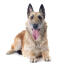 Een gelukkige belgische herdershond (laekenois) die ligt