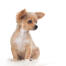Een licht bruin gecoate chihuahua pup met een zachte vacht