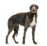 A GorGeoons, jonge scottish deerhound met een dikke, gezonde vacht