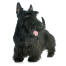Een gezonde, volwassen scottish terrier met een mooie dikke, zwarte vacht