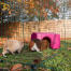 Twee cavia's, een bruine en een witte in een inloopren Goin een roze schuilplaats Twee cavia's, een bruine en een witte in een inloopren Goin een roze schuilplaats
