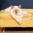 Schattige witte pluizige kat zittend op mellow gele traagschuim kat bolster bed met koperen dop voeten