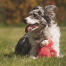 Hond met aap teddy in veld Hond met aap teddy in veld