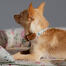 Een close up van een chihuahua die de kleine ochtend weide hondenhalsband draagt