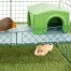 Zippi vides bieden uw cavia’s nieuwe manieren om te bewegen, spelen en ontdekken Zippi vides bieden uw cavia’s nieuwe manieren om te bewegen, spelen en ontdekken