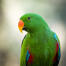 Een close up van de prachtige oranje snavel van een eclectus papegaai