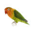 Een perzikkleurige parkiet met een ongelooflijke perzikkleurige kop en groene vleugels