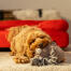 Een hond die speelt met het richie the reindeer hondenspeelGoed van rosewood
