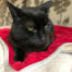 Een zwarte kat zittend op een rode katten deken.