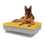 Hond zittend op groot Topology traagschuim hondenbed met gemakkelijk schoon te maken zitzak topper en ronde houten poten