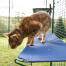 Close-up van kat in Omlet outdoor catio staande op blauwe outdoor kattenplank Close-up van kat in Omlet outdoor catio staande op blauwe outdoor kattenplank