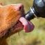 Close-up van hond die water van de fles van het hondwater likt